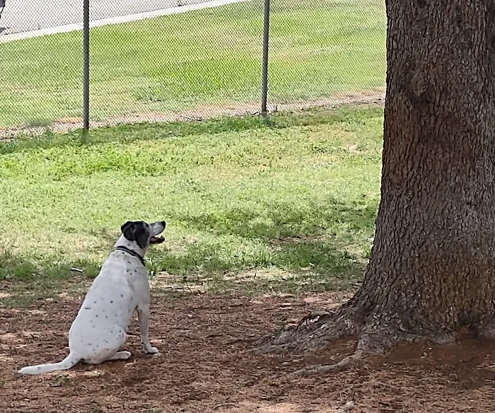 Partner Park Dog Park 7