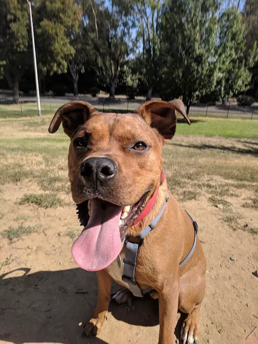 Partner Park Dog Park 1