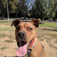 Partner Park Dog Park ico