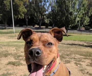 Partner Park Dog Park