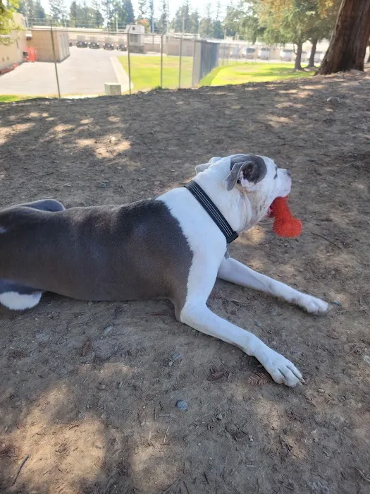 Partner Park Dog Park 4
