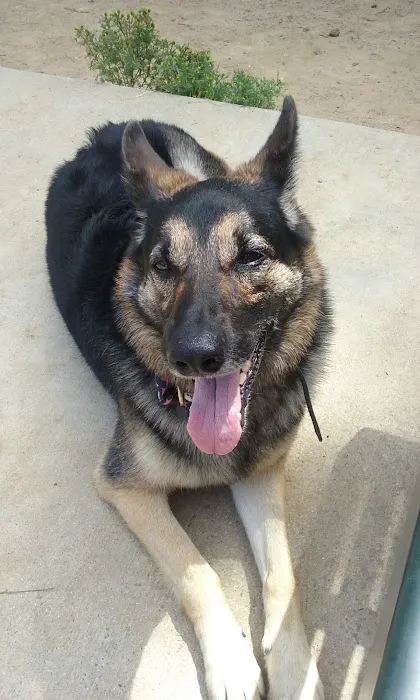 Partner Park Dog Park 2