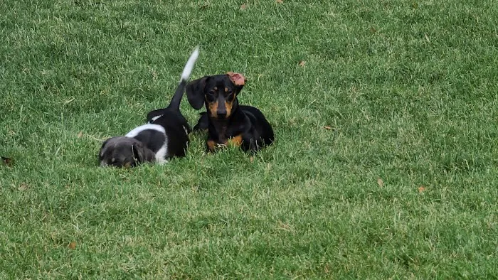 Summerfield Dog Park 1