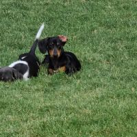 Summerfield Dog Park ico