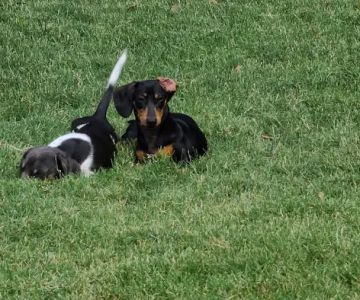 Summerfield Dog Park