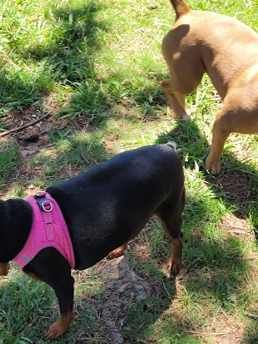 Howe Ave Park Off Leash Dog Park 2