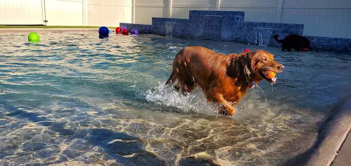 The Local Bark Park 3