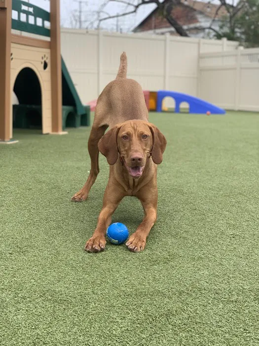 The Local Bark Park 6
