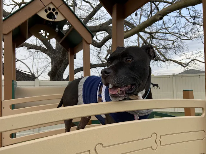 The Local Bark Park 5