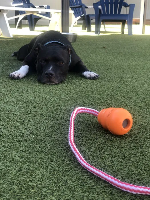 The Local Bark Park 9