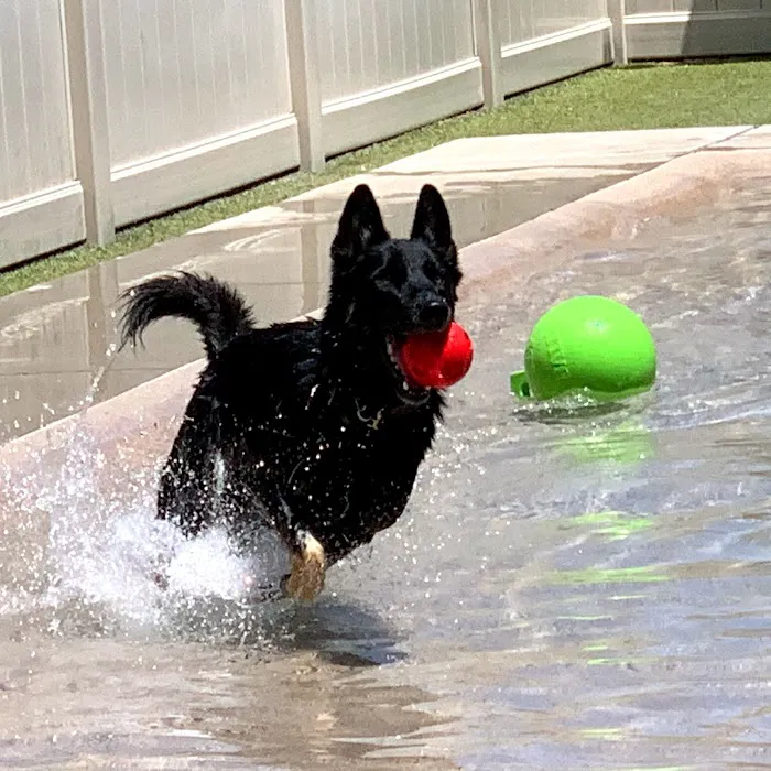 The Local Bark Park 10
