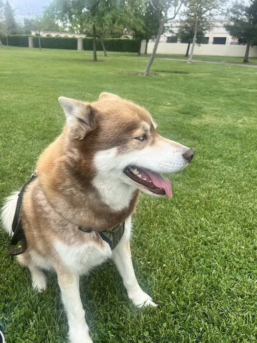 North Natomas Regional Dog Park 10