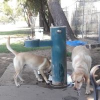 Glenbrook Large Dog Park ico