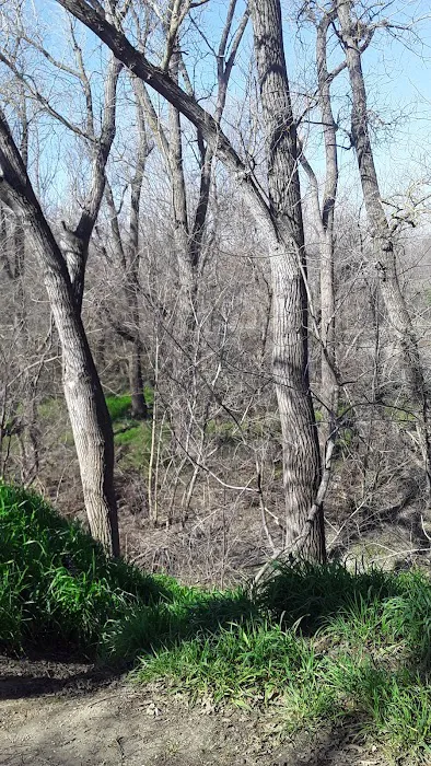 Glenbrook Large Dog Park 8