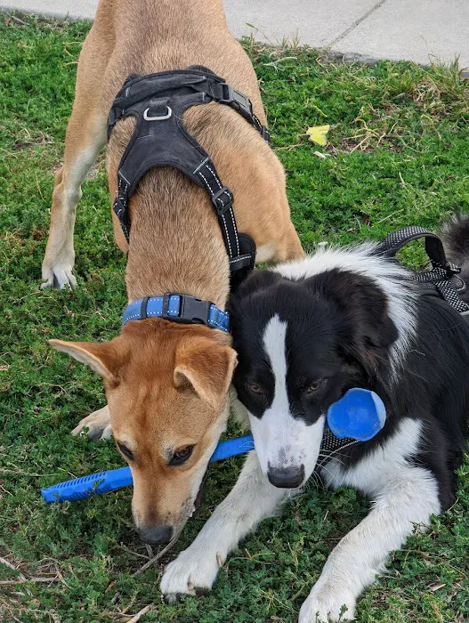 Dog Park - Regency Community Park 4