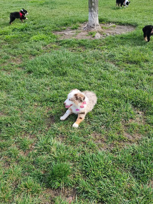 Dog Park - Regency Community Park 6