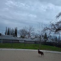 Eastern oak park - dog park ico