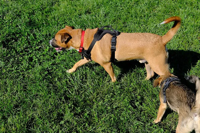 Sacramento County Animal Shelter Off Leash Dog Park 4