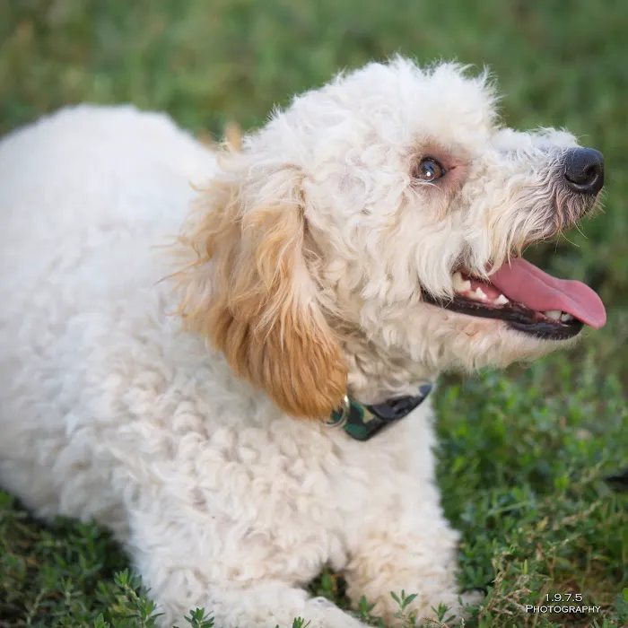 Sacramento County Animal Shelter Off Leash Dog Park 8