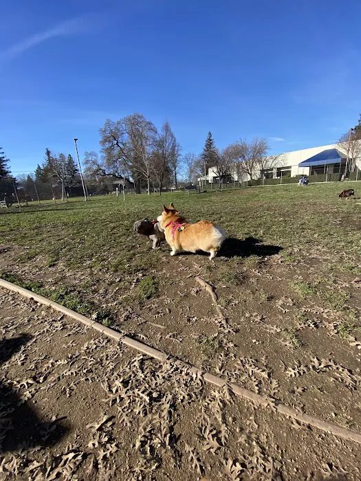 Sacramento County Animal Shelter Off Leash Dog Park 5