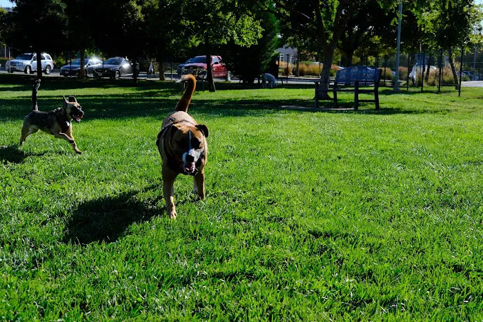 Sacramento County Animal Shelter Off Leash Dog Park 1