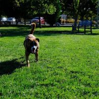 Sacramento County Animal Shelter Off Leash Dog Park ico
