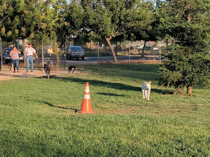 Sacramento County Animal Shelter Off Leash Dog Park 10
