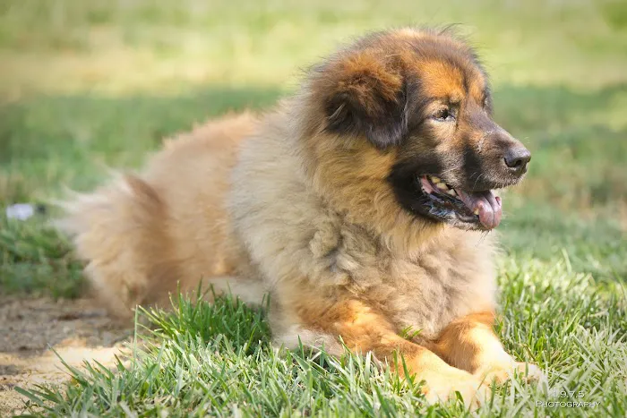 Sacramento County Animal Shelter Off Leash Dog Park 6
