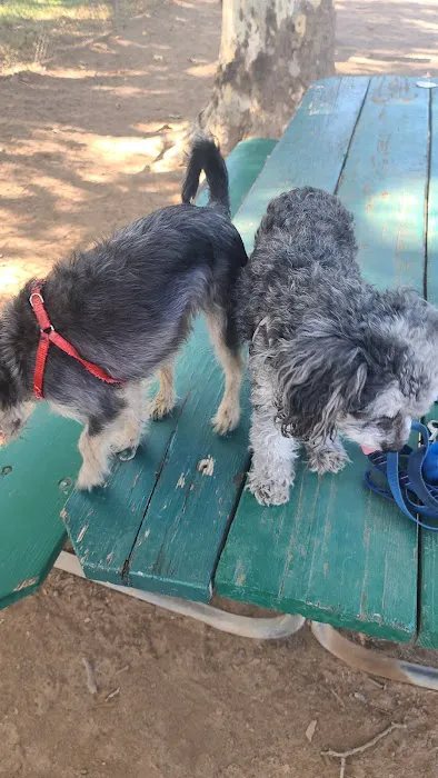 Carmichael Park Off Leash Dog Park 1