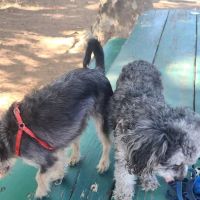 Carmichael Park Off Leash Dog Park ico