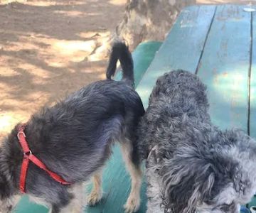 Carmichael Park Off Leash Dog Park