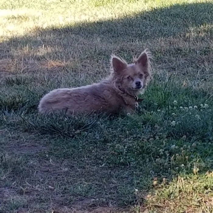 Carmichael Park Off Leash Dog Park 6