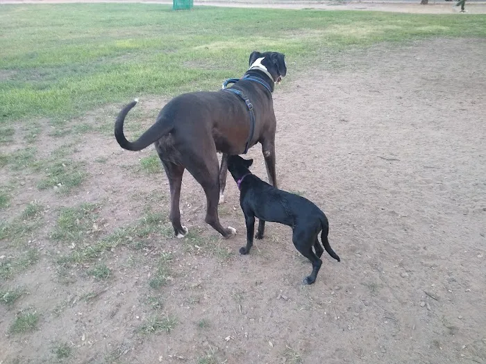 Carmichael Park Off Leash Dog Park 3