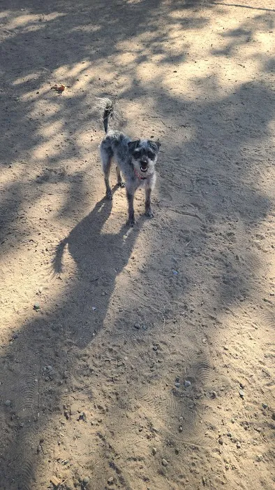 Carmichael Park Off Leash Dog Park 2