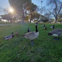 Hagan Community Dog Park ico