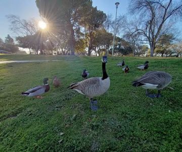 Hagan Community Dog Park