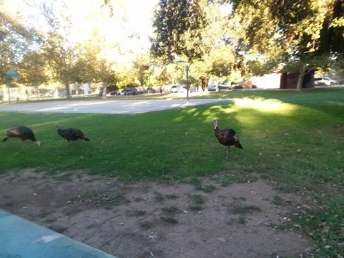 Arcade Creek Park 7