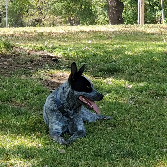 Arcade Creek Park 4