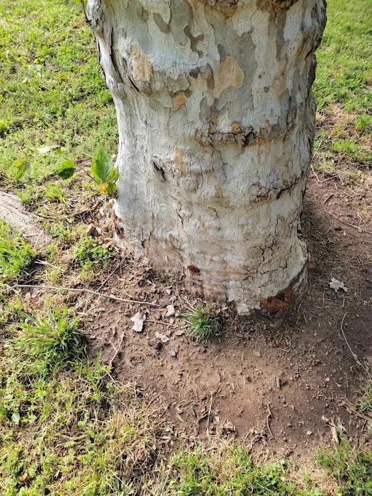 Arcade Creek Park 8