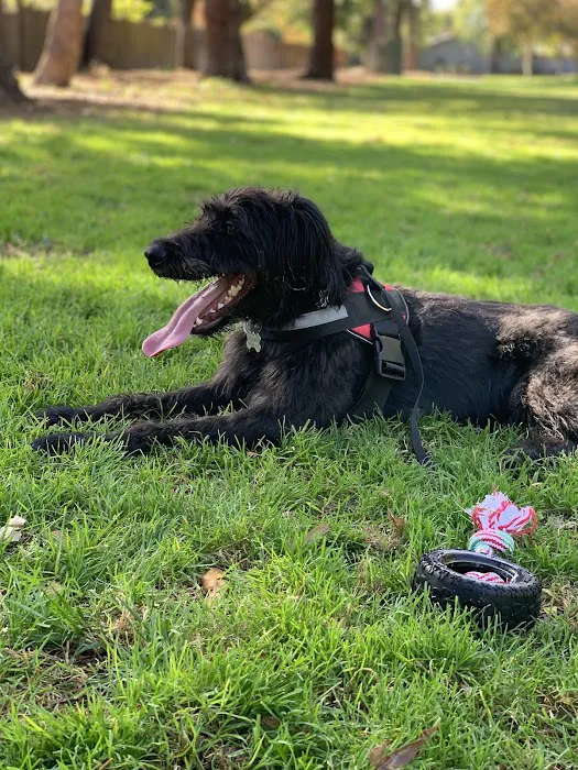 Offleash Dog Area 1