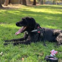 Offleash Dog Area ico