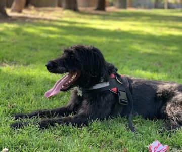 Offleash Dog Area