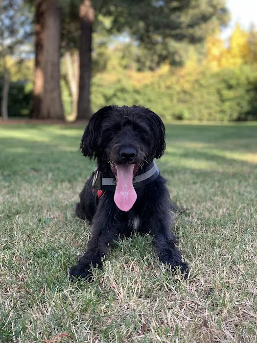 Offleash Dog Area 2