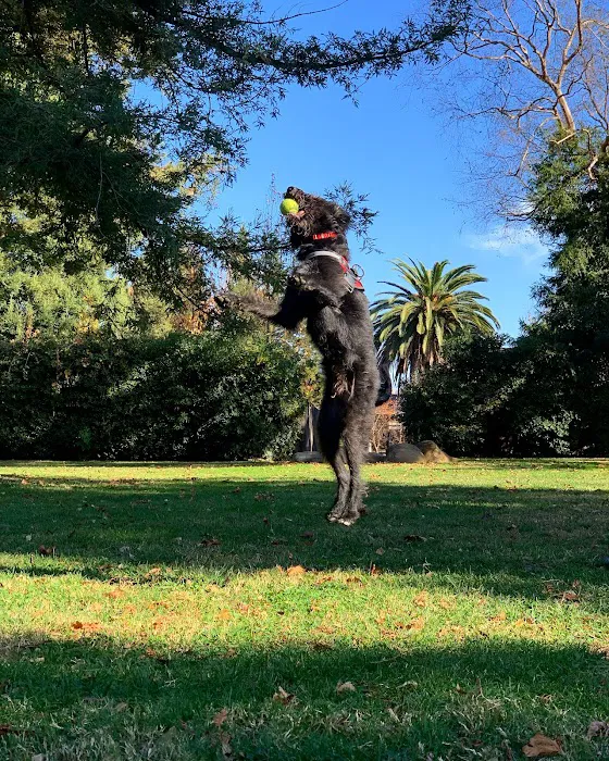 Offleash Dog Area 7