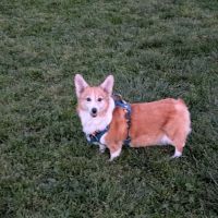 Walnut Park Unfenced Offleash Dog Area ico