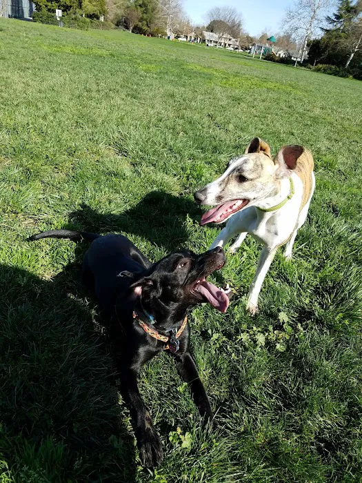 Walnut Park Unfenced Offleash Dog Area 10
