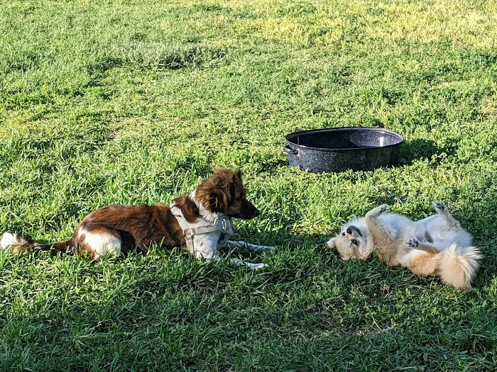 Toad Hollow Dog Park 9