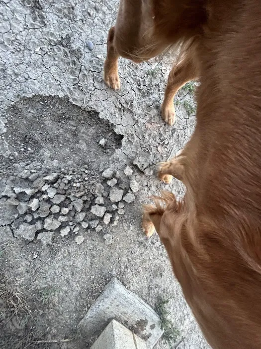 Toad Hollow Dog Park 4