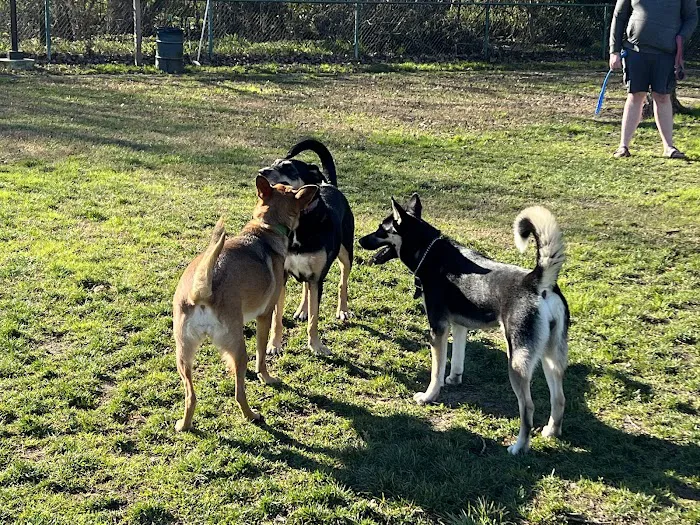 Toad Hollow Dog Park 1