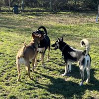 Toad Hollow Dog Park ico